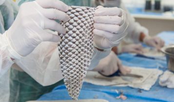 curativo biolOgico a partir da pele de tilApia