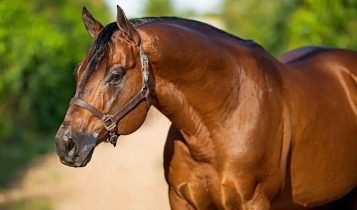 Don Shady Diego