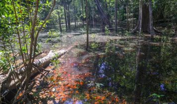 Dinossauros viveram na Amazônia, descobrem pesquisadores de Roraima