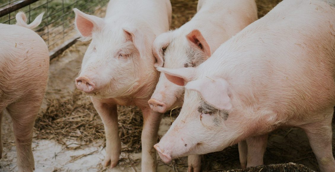 Alimentação de qualidade das matrizes contribui para o desenvolvimento dos leitões e eleva a produtividade da granja
