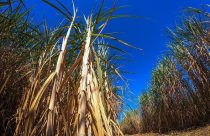 IAC recomenda estratégias de manejo na cana para aumento da produtividade agroindustrial 