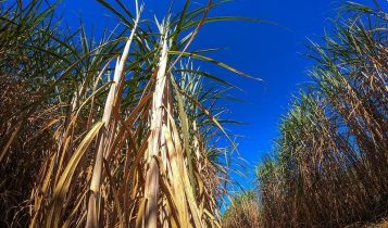 IAC recomenda estratégias de manejo na cana para aumento da produtividade agroindustrial 