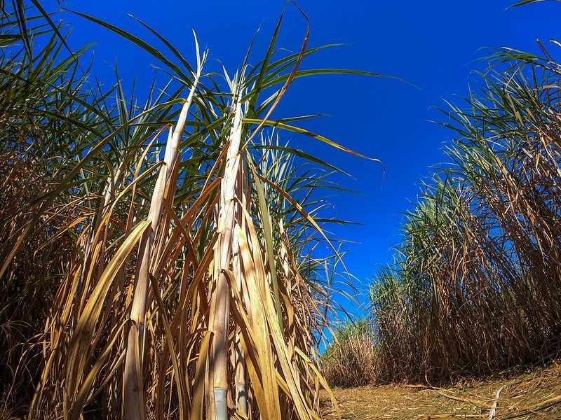IAC recomenda estratégias de manejo na cana para aumento da produtividade agroindustrial 