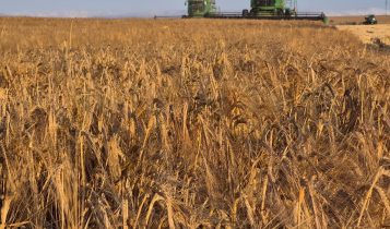 Capal colhe 58,7 mil toneladas de cevada, supera expectativas e comemora qualidade superior