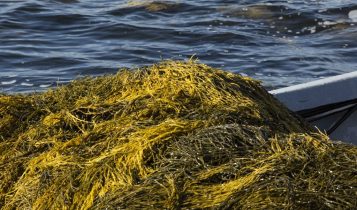 Alga marinha eleva produtividade e resistência das videiras, racionalizando uso de insumos químicos