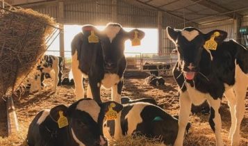 11.500 litros por dia com menos de 300 vacas: Conheça a Fazenda Santa Elmira
