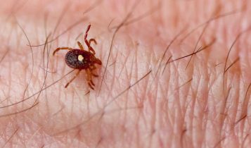 Carrapato que cria alergia eterna à carne provoca morte inédita nos EUA