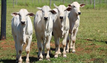 preco do bezerro nelore mk