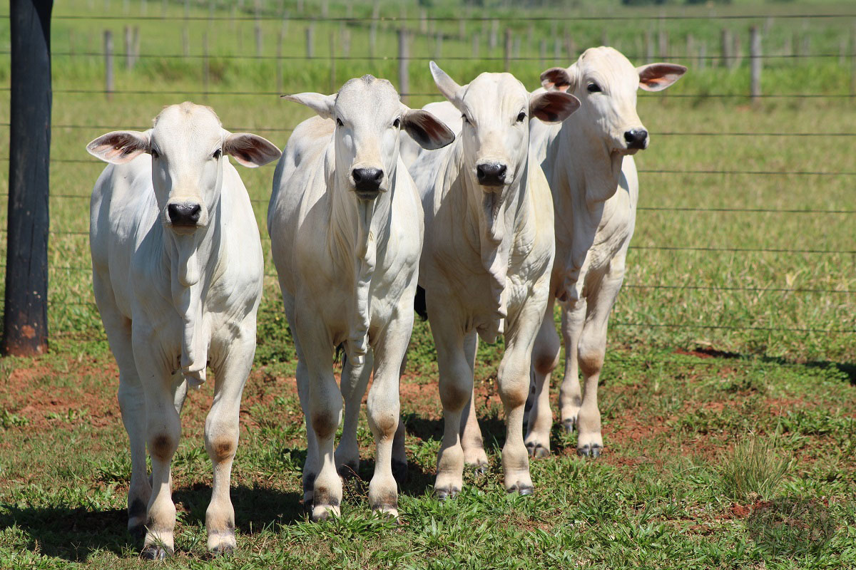 preco do bezerro nelore mk