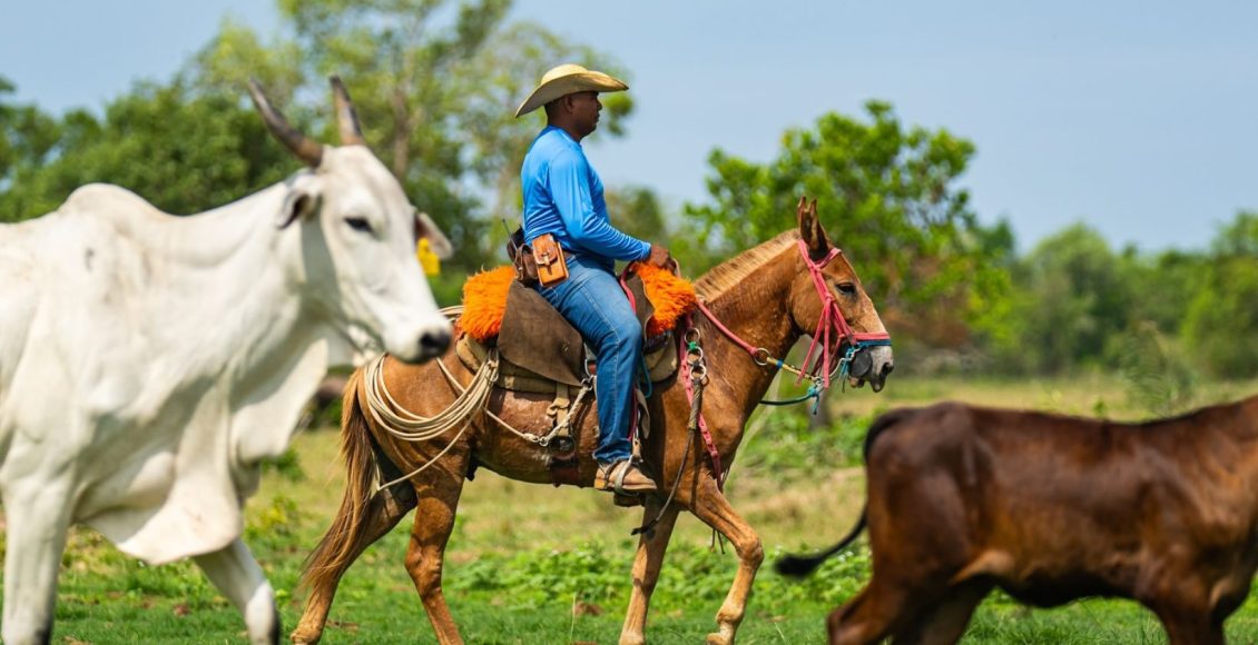 vaqueiro montado em mula no pantanal tocando vacada nelore com bezerro meio sangue nelore angus fotao