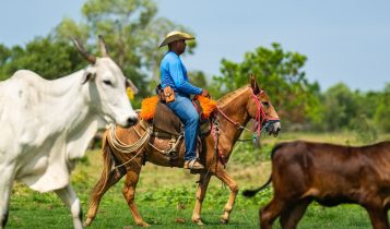 vaqueiro montado em mula no pantanal tocando vacada nelore com bezerro meio sangue nelore angus fotao