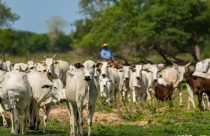 vaqueiro montado em mula no pantanal tocando vacada nelore com bezerro meio sangue nelore angus fotao vacada