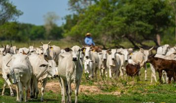 vaqueiro montado em mula no pantanal tocando vacada nelore com bezerro meio sangue nelore angus fotao vacada