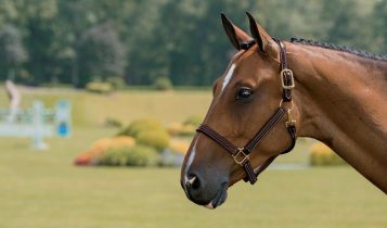 Qual é o melhor cabresto para usar nos cavalos?