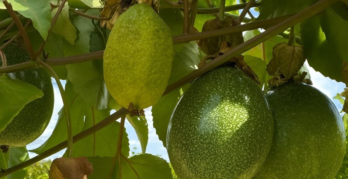 Manejo da mancha oleosa é desafio crescente na cultura do maracujá