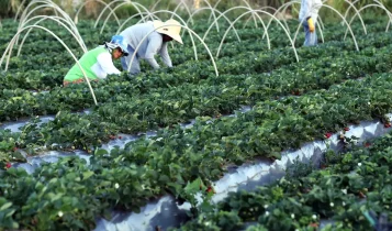 Finep anuncia parceria de R$ 74,9 milhões para a agricultura familiar