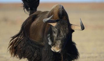 Iaque, o boi selvagem da Ásia que desafia as maiores altitudes do planeta