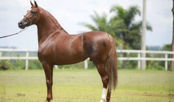 Cavalo Mangalarga Marchador valorizado em R$ 102 milhões em 2025 quebra o recorde da raça