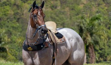 Agro CPMF e Haras MSL