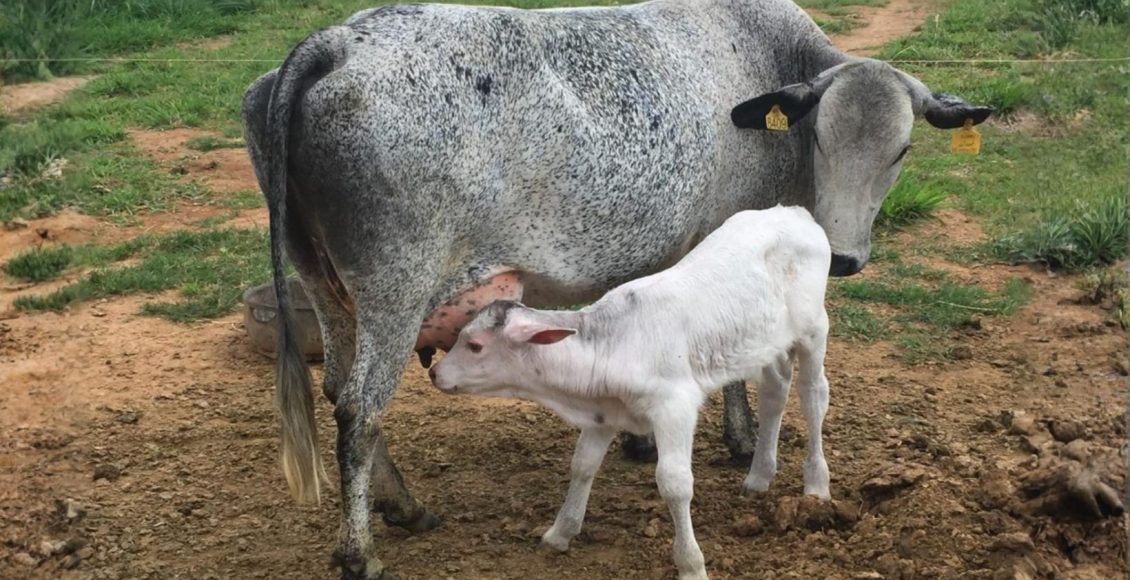 Bezerro meio sangue Canchim com vaca Leiteira Girolando