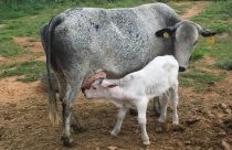 Bezerro meio sangue Canchim com vaca Leiteira Girolando