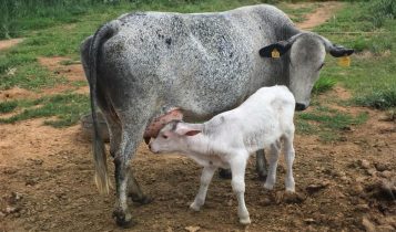 Bezerro meio sangue Canchim com vaca Leiteira Girolando