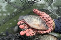 Big Fish Piscicultura - recria e engorda da tilapia