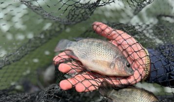 Big Fish Piscicultura - recria e engorda da tilapia