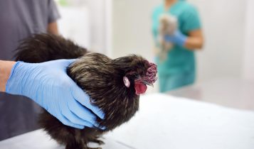 Sensor detecta o vírus da gripe aviária transmitida pelo ar em minutos