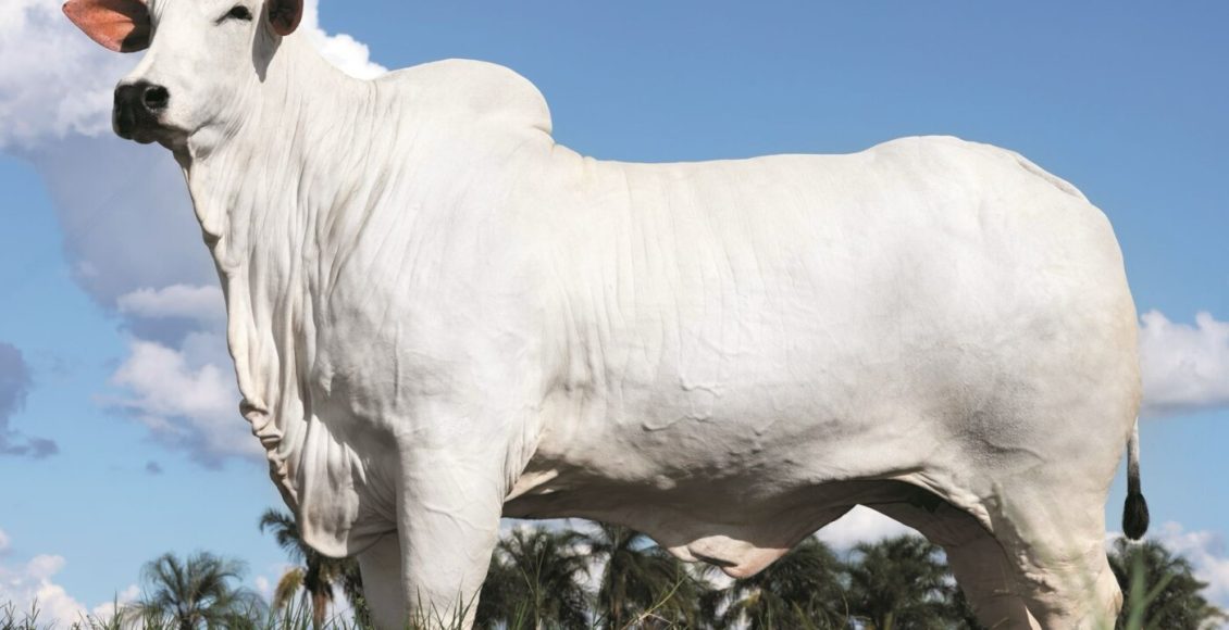 Conformação de Milhões: O que torna uma vaca perfeita aos olhos do mercado?