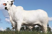 Conformação de Milhões: O que torna uma vaca perfeita aos olhos do mercado?
