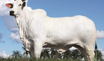 Conformação de Milhões: O que torna uma vaca perfeita aos olhos do mercado?