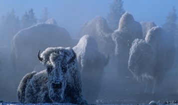 Imagem viraliza ou mostrar bovino resistindo ao frio de -37 °C em Yellowstone; veja
