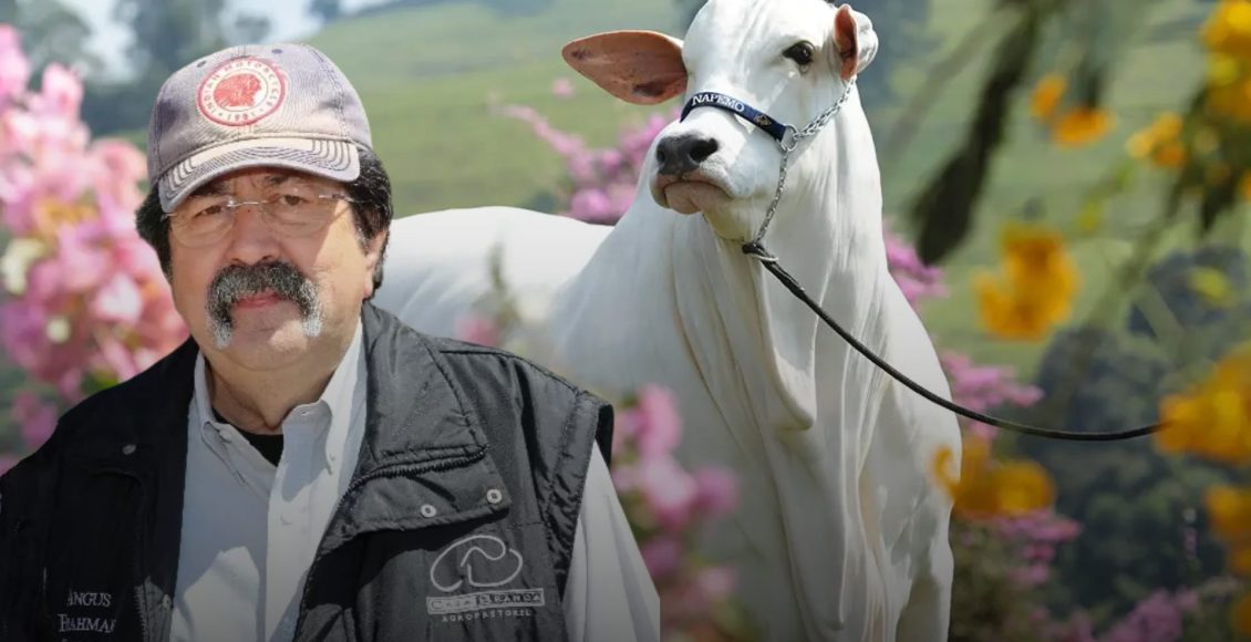 De onde vêm as vacas de milhões? Conheça o criador das vacas mais valiosas do Brasil