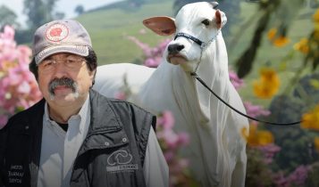 De onde vêm as vacas de milhões? Conheça o criador das vacas mais valiosas do Brasil