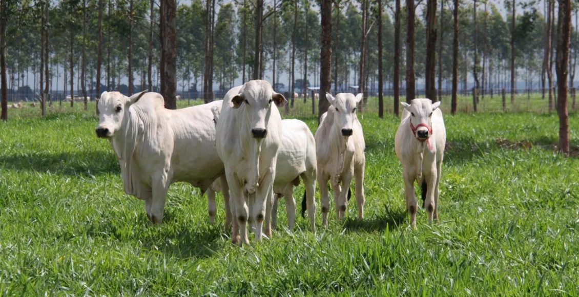 Investir em “terra que não presta” é o segredo do titã do Agro que mira R$ 4,2 bilhões em ganhos