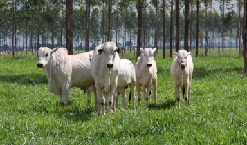 Investir em “terra que não presta” é o segredo do titã do Agro que mira R$ 4,2 bilhões em ganhos