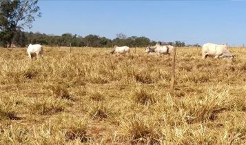 Como identificar e corrigir o erro que mais degrada pastagens no Brasil; Entenda