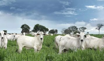 Gado evita área contaminada com plantas daninhas em 72% do tempo, diz estudo dos EUA