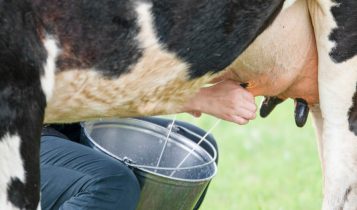 Glândulas mamárias tornam gado e humanos potenciais hospedeiros do vírus H5N1