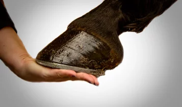 Descubra como a qualidade do casco define o bem-estar e o desempenho dos cavalos