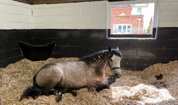 Conheça a cama da baia ideal para seu cavalo e quais as existentes