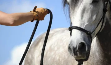 Cavalo “preguiçoso”? Exercícios simples ajudam a ativar resposta, energia e foco