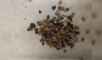 Mais de 4 toneladas de cascas de café são apreendidas em torrefação; veja onde