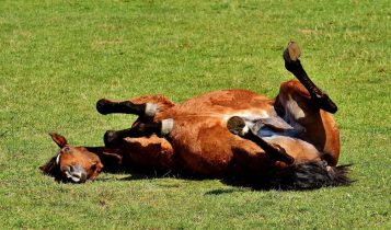 Mudanças no manejo no fim de ano elevam risco de cólica equina