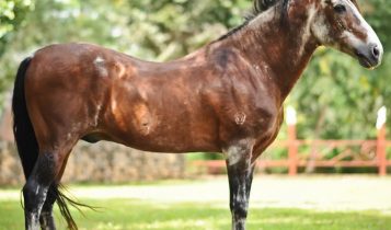 O poder da genética: as linhagens que dominam pistas, leilões e haras do Mangalarga Marchador