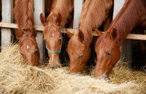 Altura do cocho influencia a saúde do cavalo e pode prevenir cólicas e dores na coluna