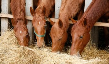 Altura do cocho influencia a saúde do cavalo e pode prevenir cólicas e dores na coluna