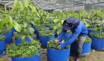 Projeto inovador busca estabelecer o cultivo sustentável do pau-rosa na Amazônia