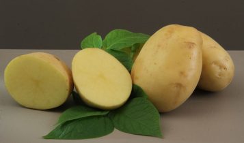 Embrapa lança cultivar de batata para a indústria de chips e palha